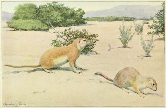 Image of Xerospermophilus Merriam 1892