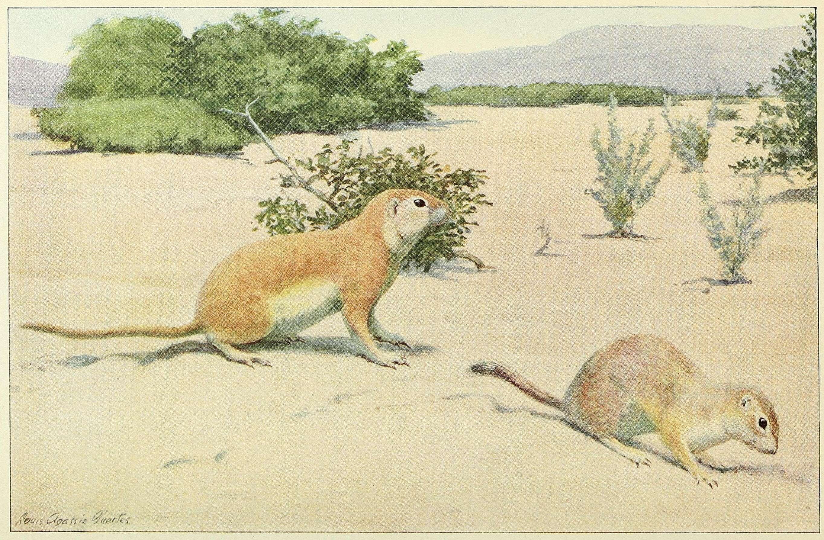 Image of Xerospermophilus Merriam 1892