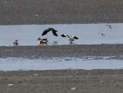 Image of Sociable Lapwing