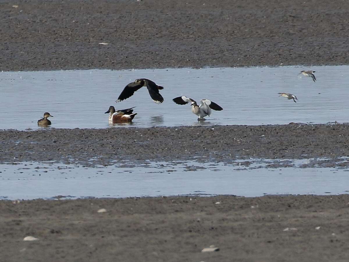 Image of Sociable Lapwing