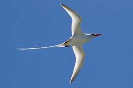 Image of Red-billed Tropicbird