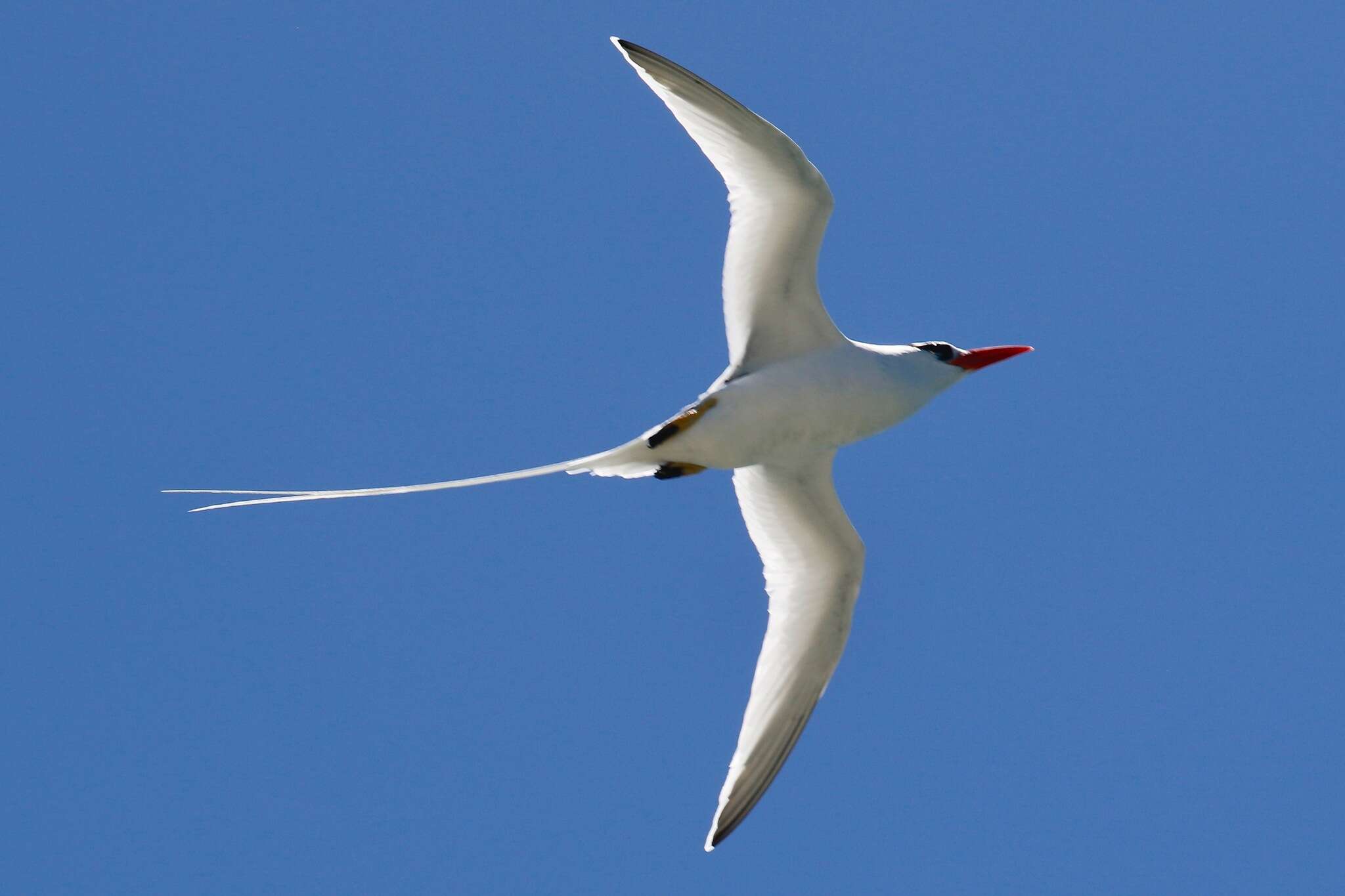 Image of Red-billed Tropicbird