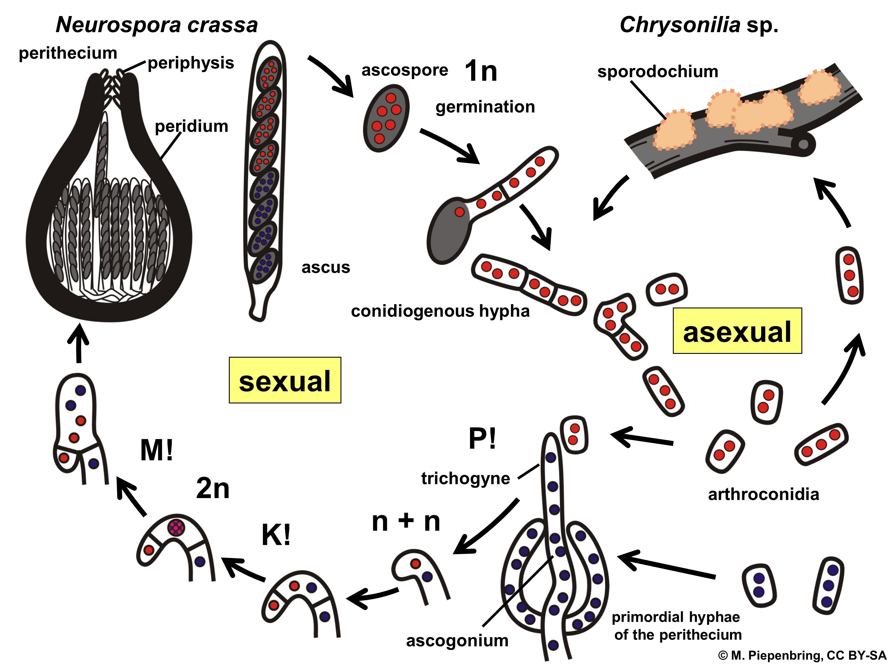 Neurospora - Encyclopedia Of Life