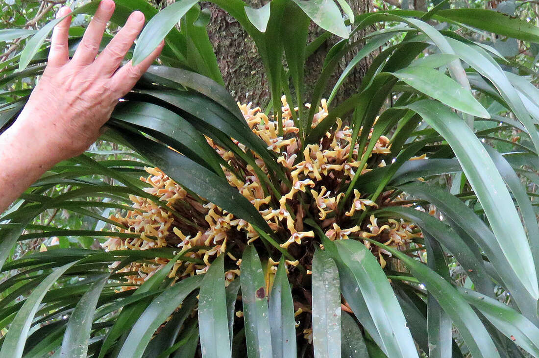 Imagem de Maxillaria parkeri Hook.