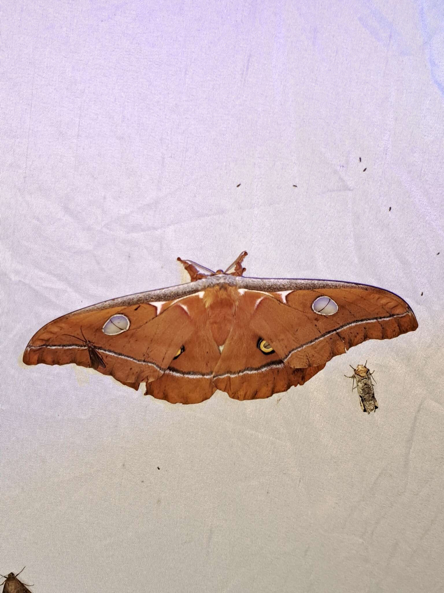 Image of Antheraea godmani (Druce 1892)