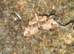 صورة Chaetolopha incurvata Moore 1888