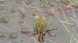 صورة Drosera anglica Huds.