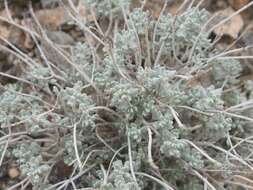 Image of Teucrium stocksianum Boiss.