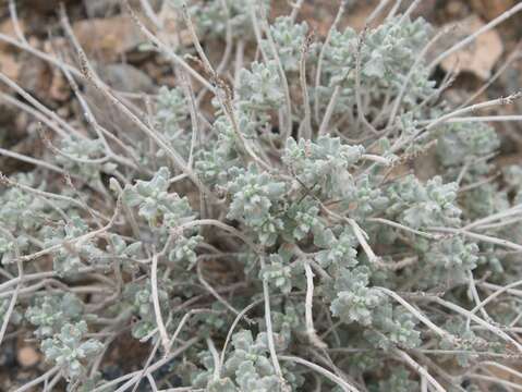 Image de Teucrium stocksianum Boiss.