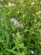 Image of Bracted American-Aster