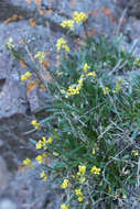 Image of Standley's draba