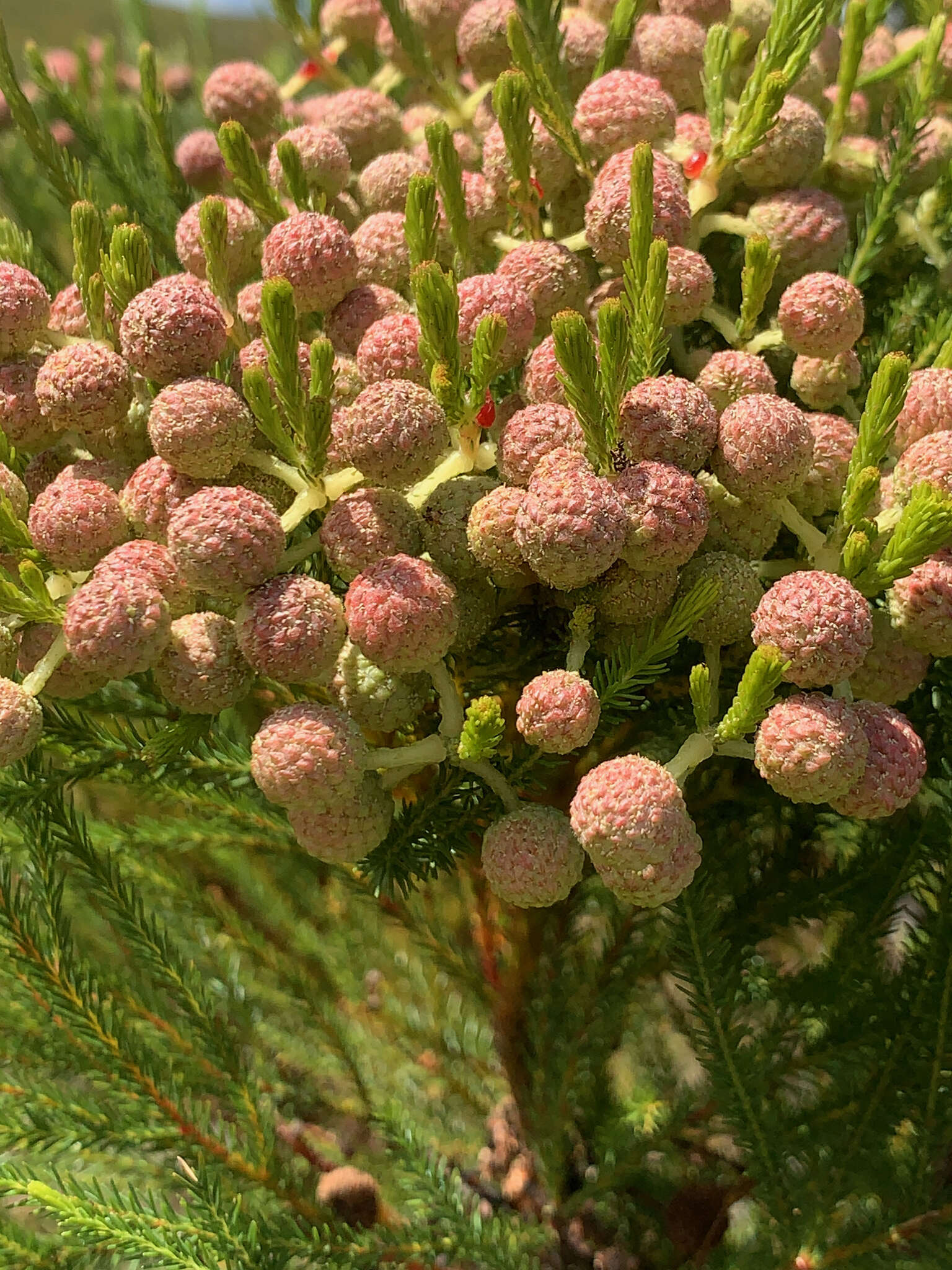 Image of Berzelia alopecuroides (Thunb.) Sond.