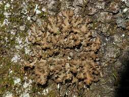 Image of Beauvois' spotted felt lichen