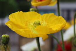 Image of Iceland Poppy