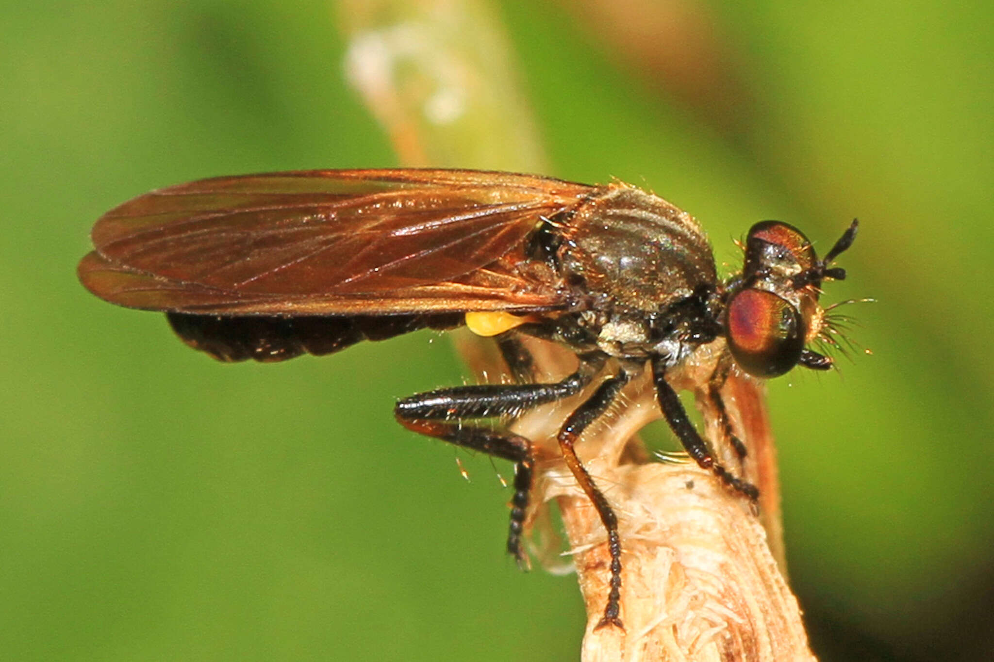 Image of Eudioctria sackeni (Williston 1883)