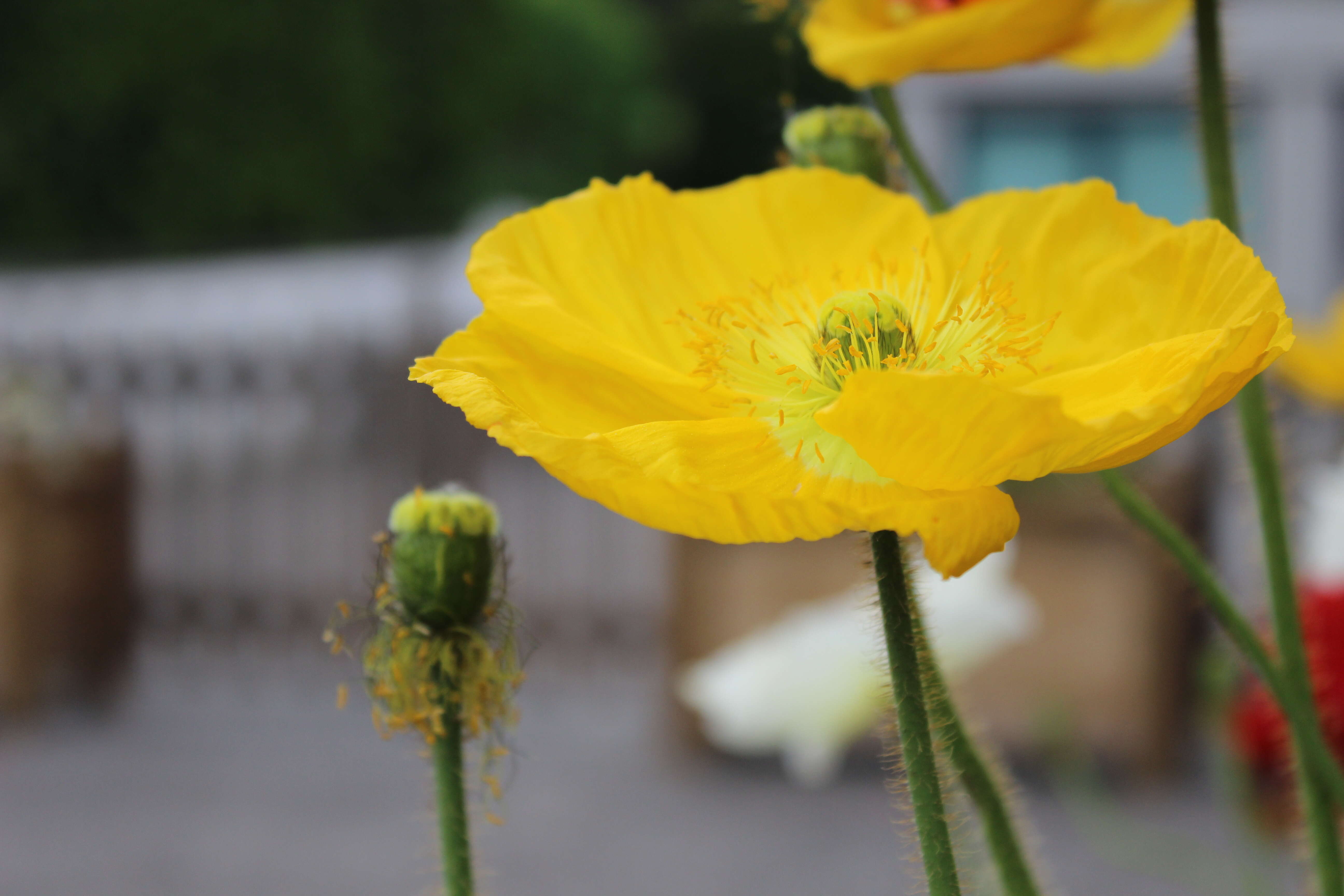 Image of Iceland Poppy