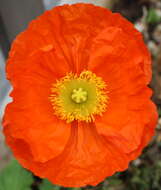 Image of Iceland Poppy