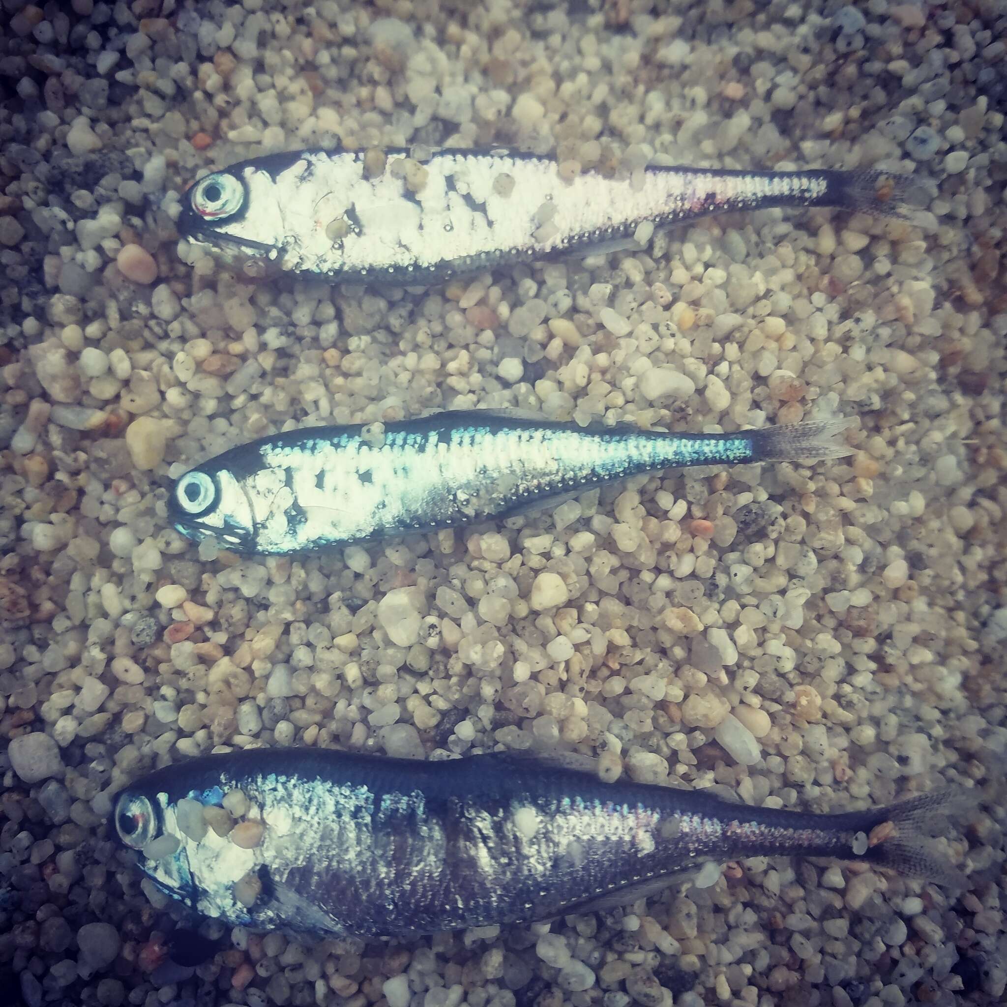 Image of Blue lanternfish