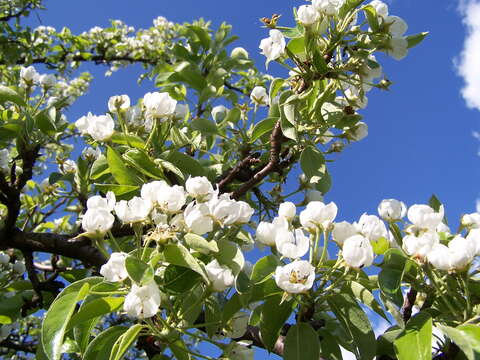 Plancia ëd Pyrus communis L.