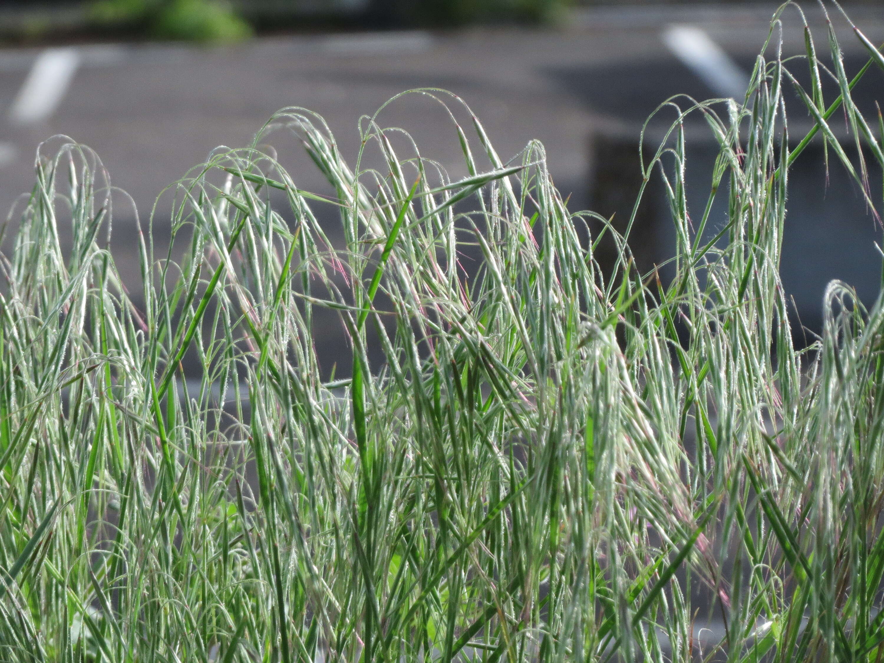 Image of Barren Brome