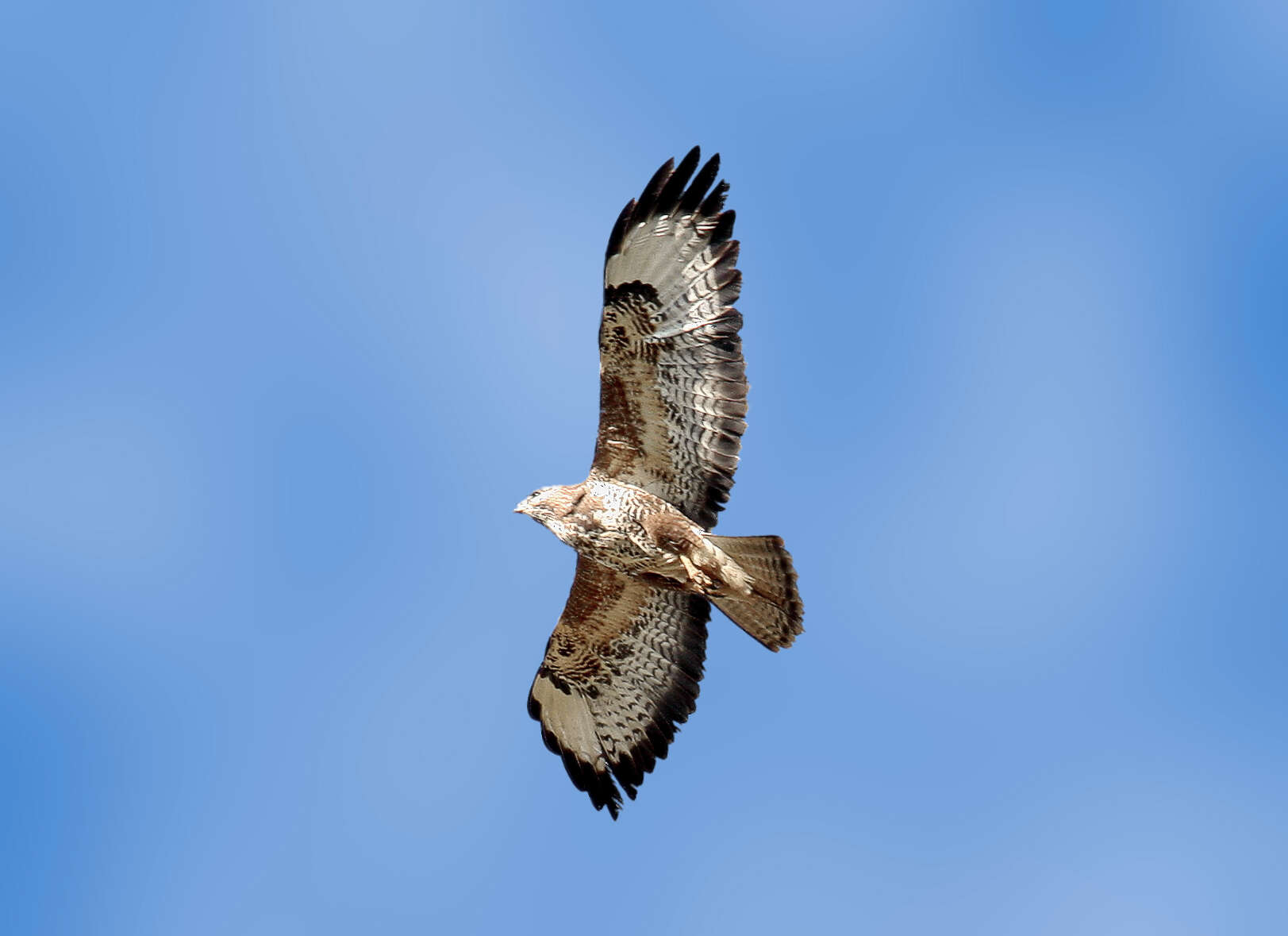 Image of Common Buzzard