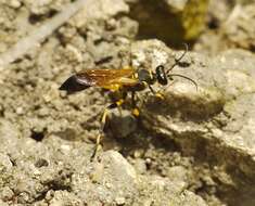 Image of Mud dauber