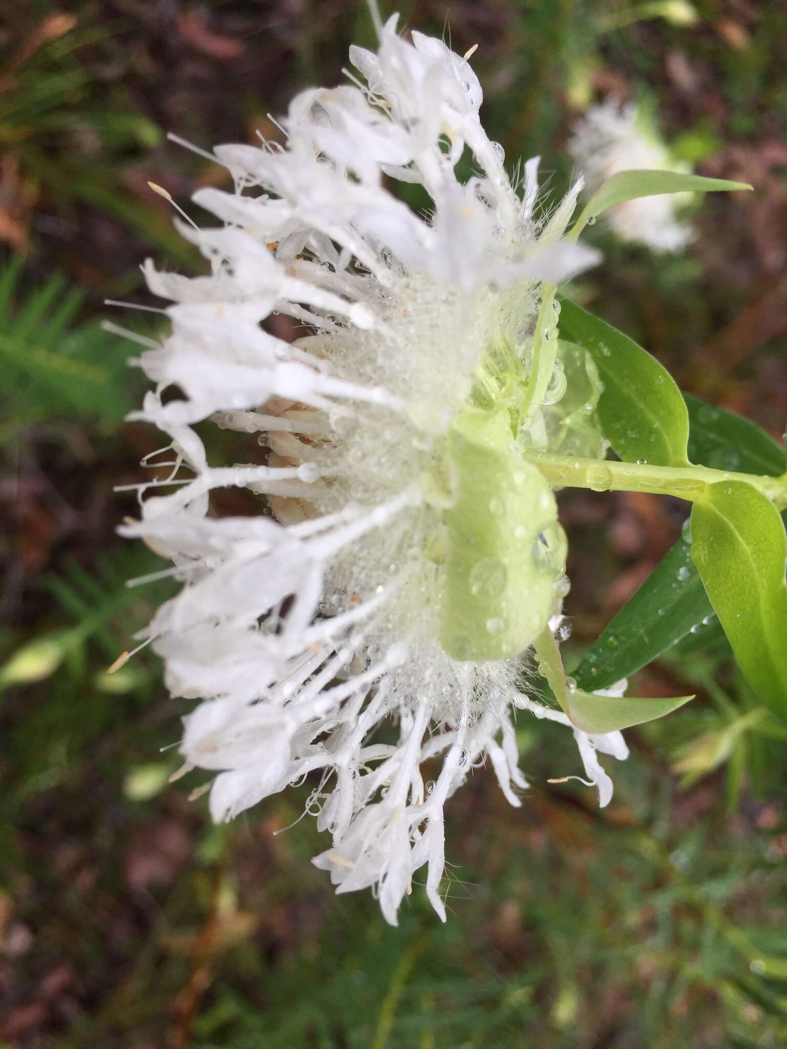 Image of Pimelea spectabilis Lindl.