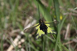 Image of Owly sulphur