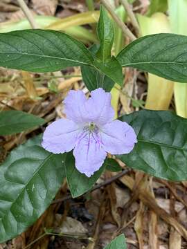 صورة Ruellia purshiana Fern.