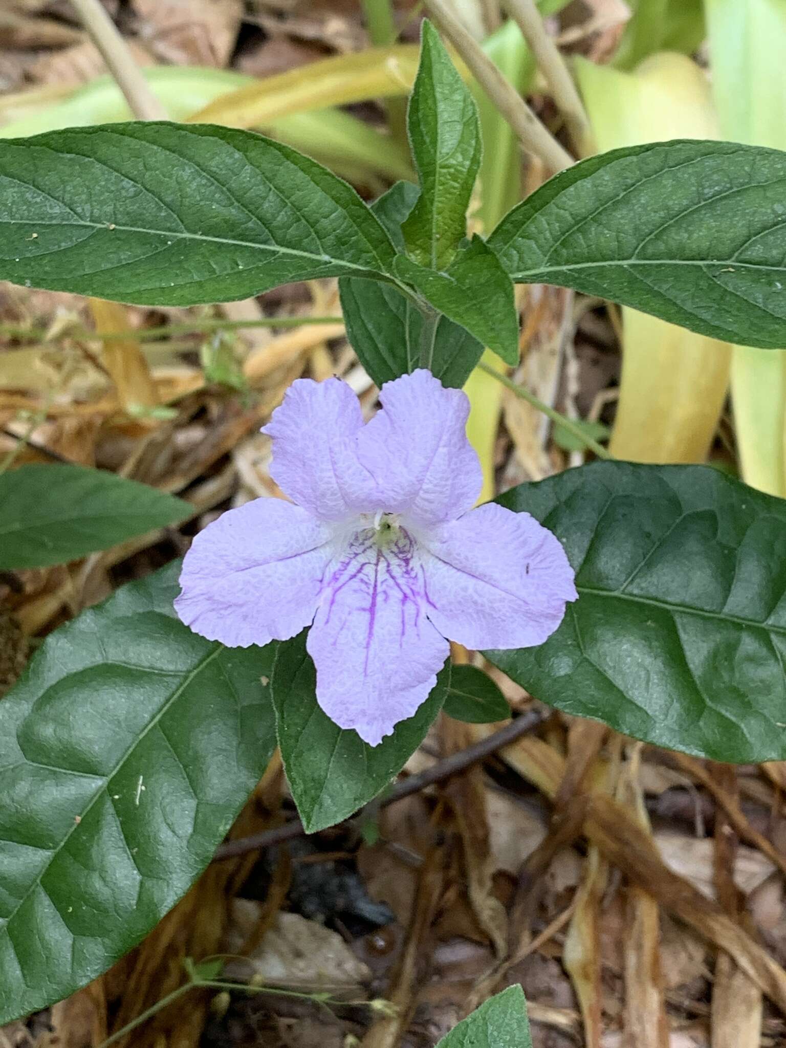 صورة Ruellia purshiana Fern.