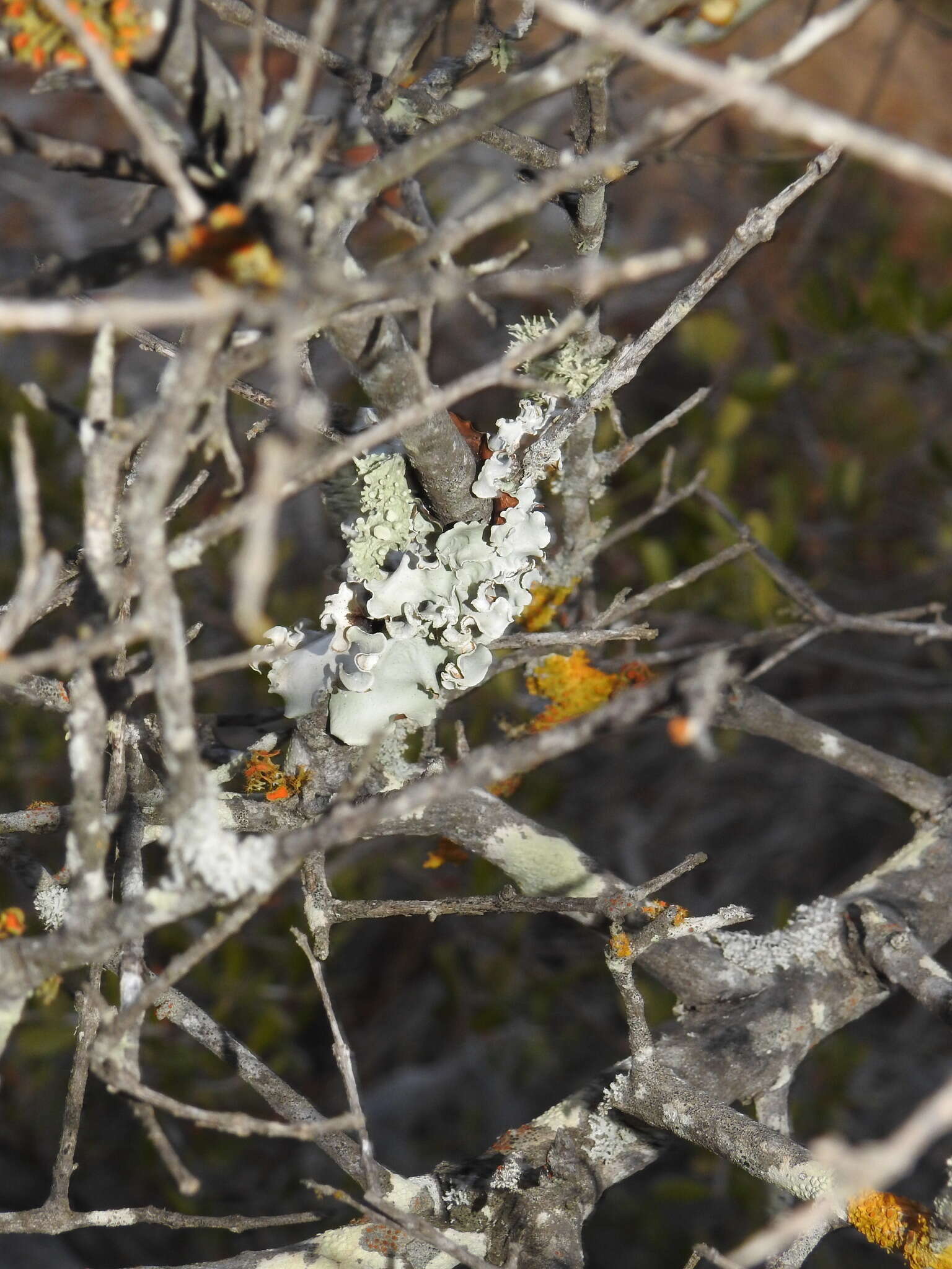 Image of parmotrema lichen