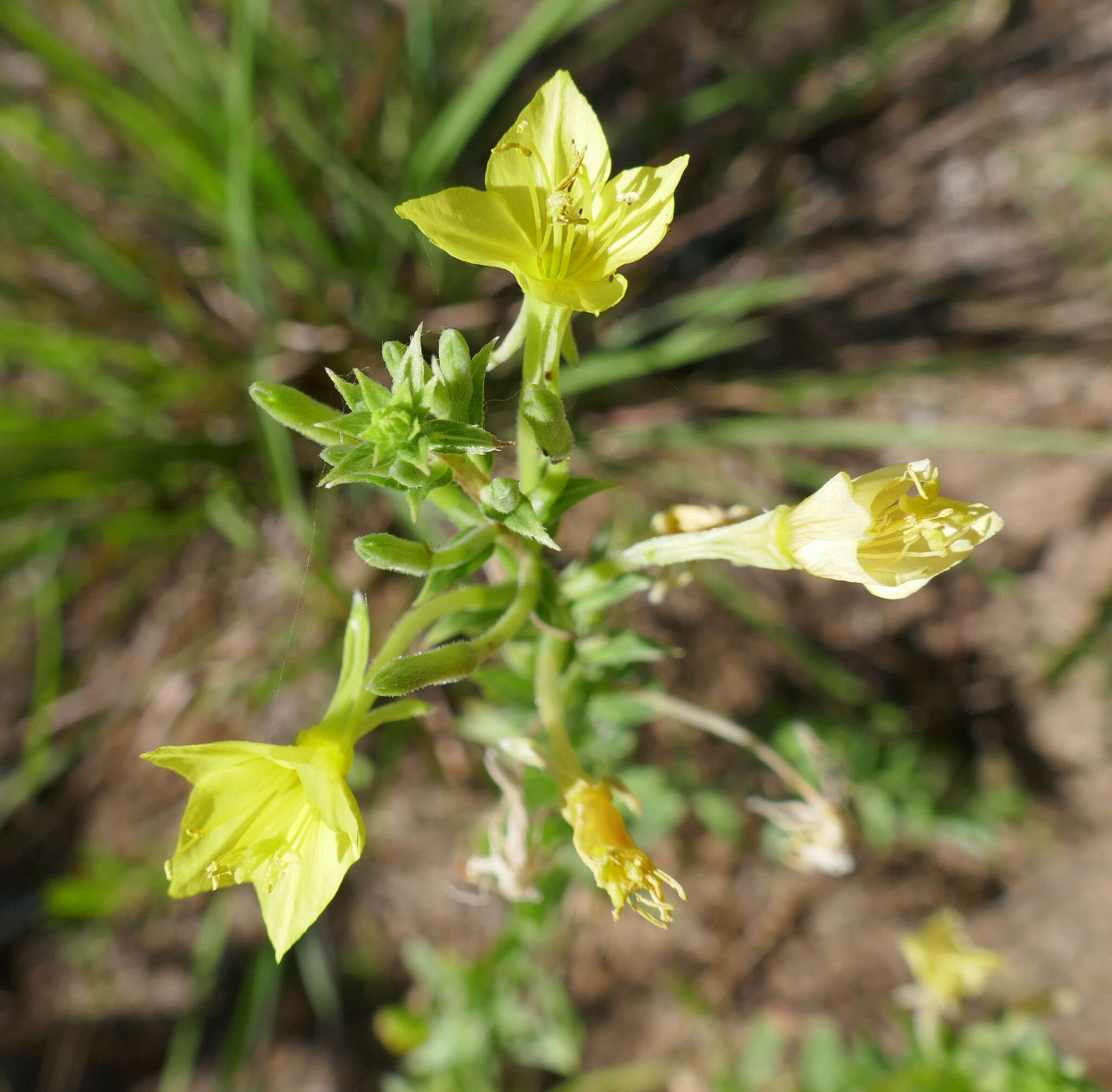 Oenothera clelandii W. Dietrich, P. H. Raven & W. L. Wagner的圖片