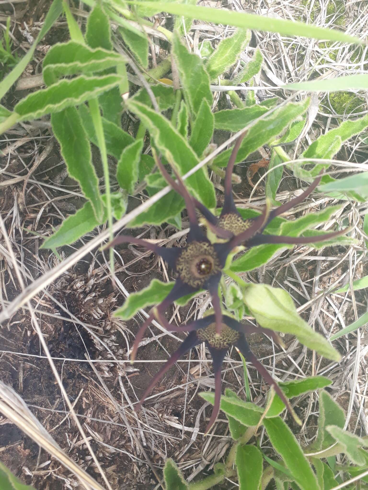 Image of Ceropegia foetidissima Bruyns