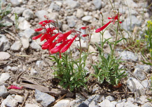 Слика од Penstemon rostriflorus Kellogg