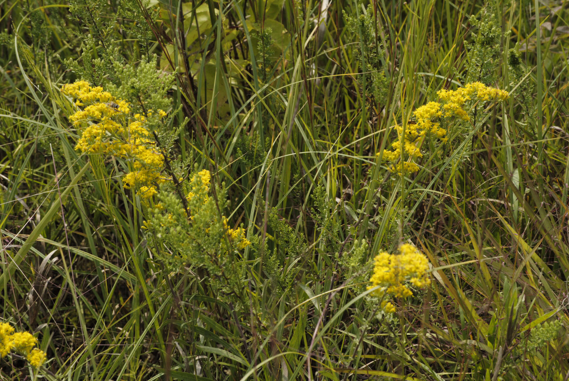 Image de Solidago nemoralis Ait.