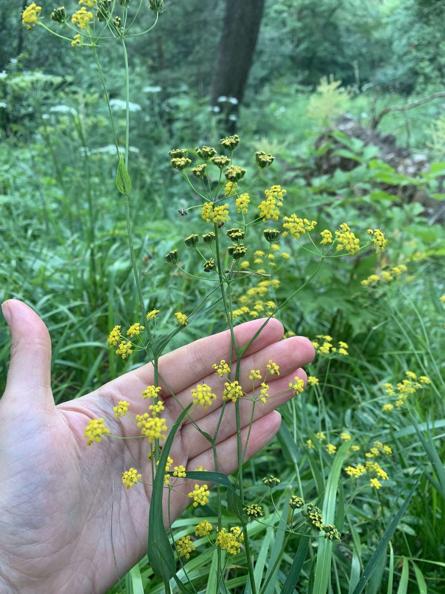 Bupleurum polyphyllum Ledeb. resmi