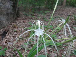 Image of Hymenocallis acutifolia (Herb. ex Sims) Sweet