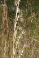 Image of Broomsedge Bluestem