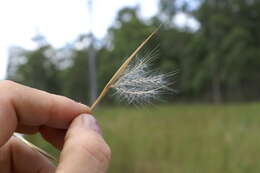 Image of Broomsedge Bluestem