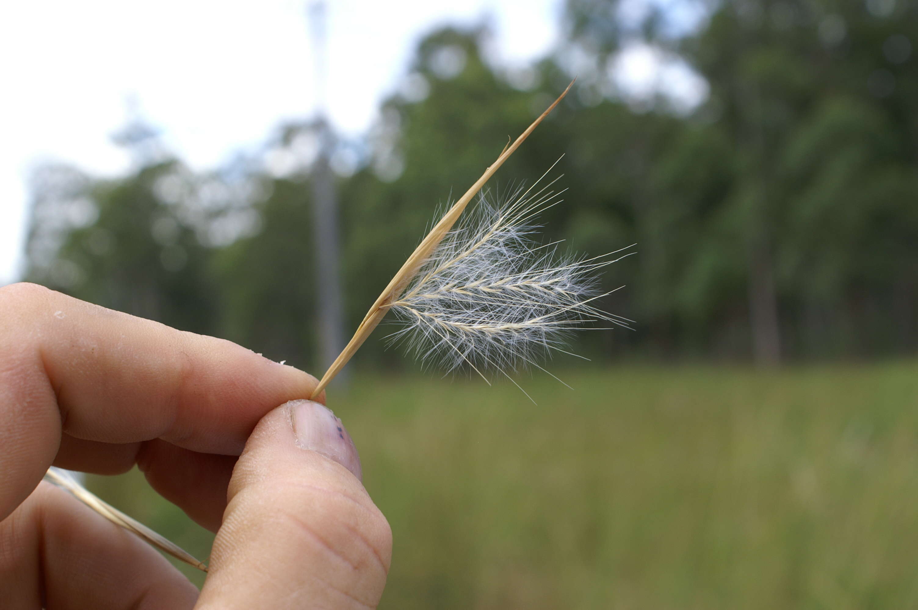 Image of Broomsedge Bluestem