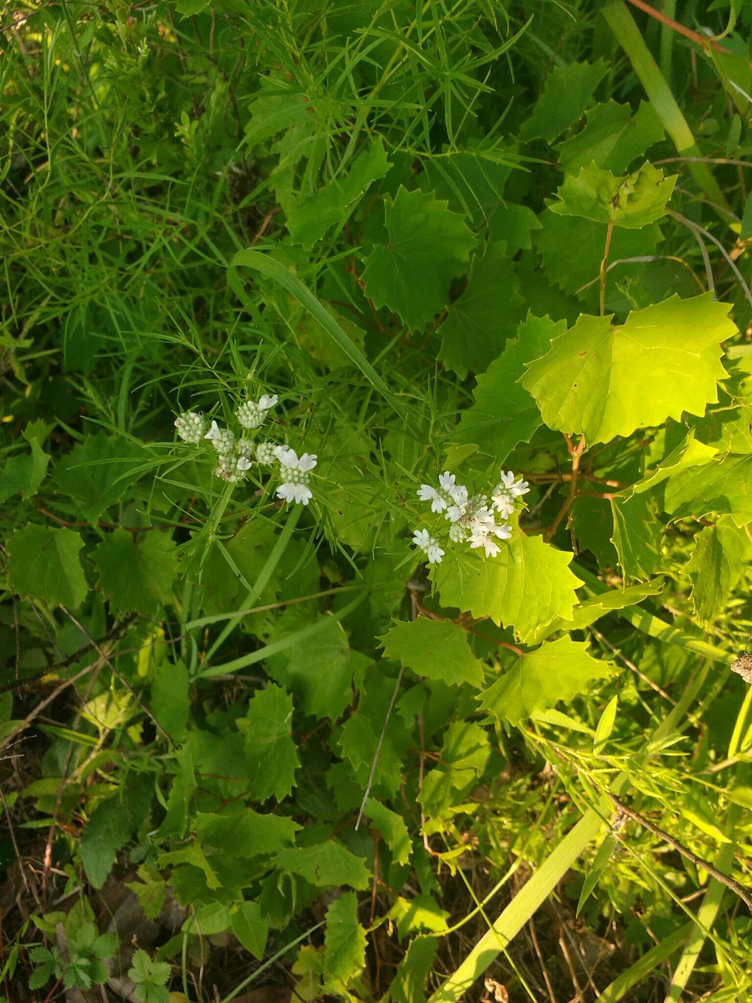 Image of narrowleaf mountainmint