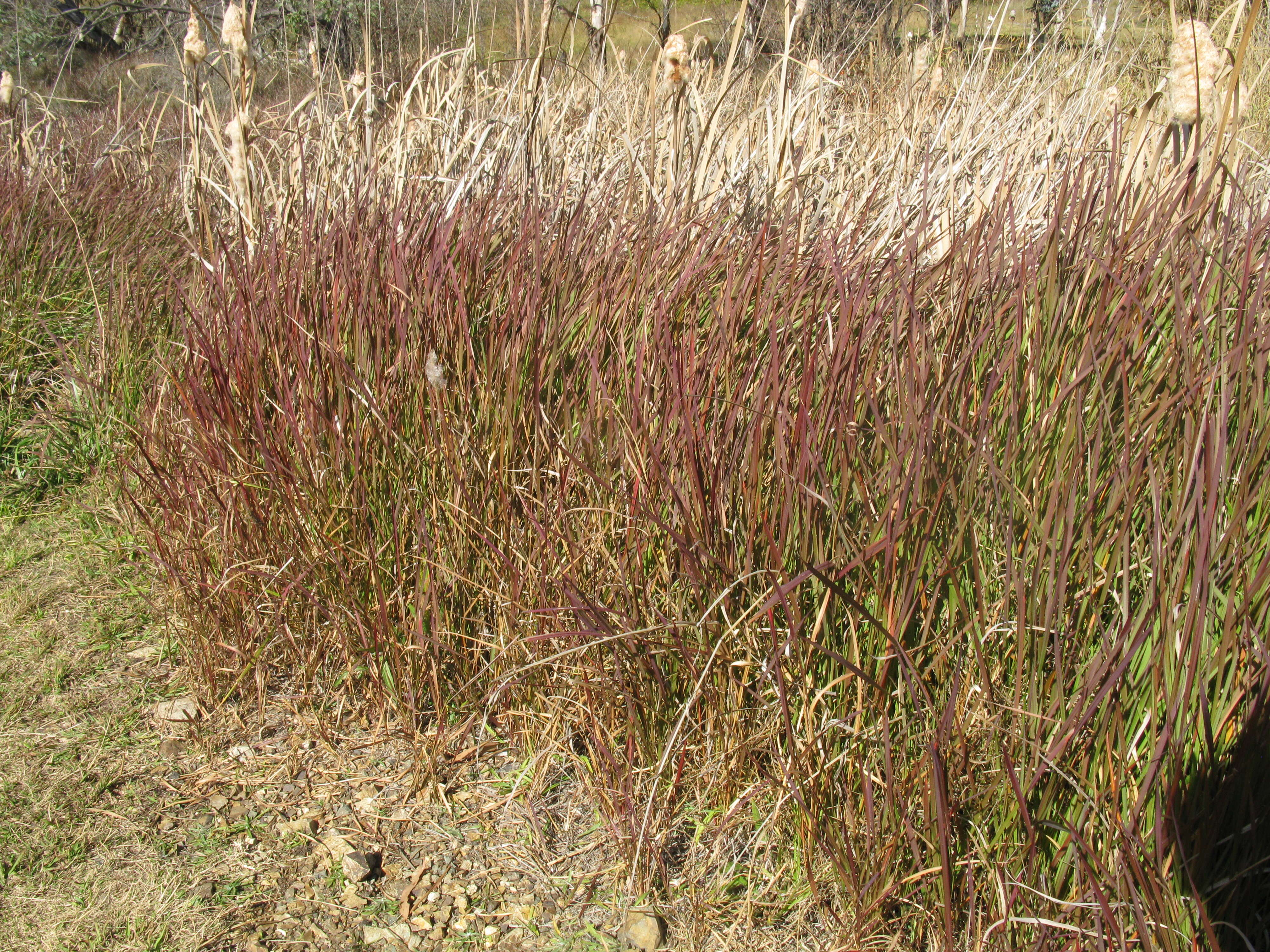 Image of Broomsedge Bluestem