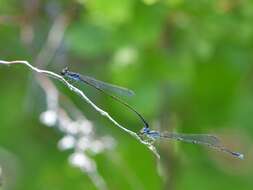 Image of Blackwater Bluet