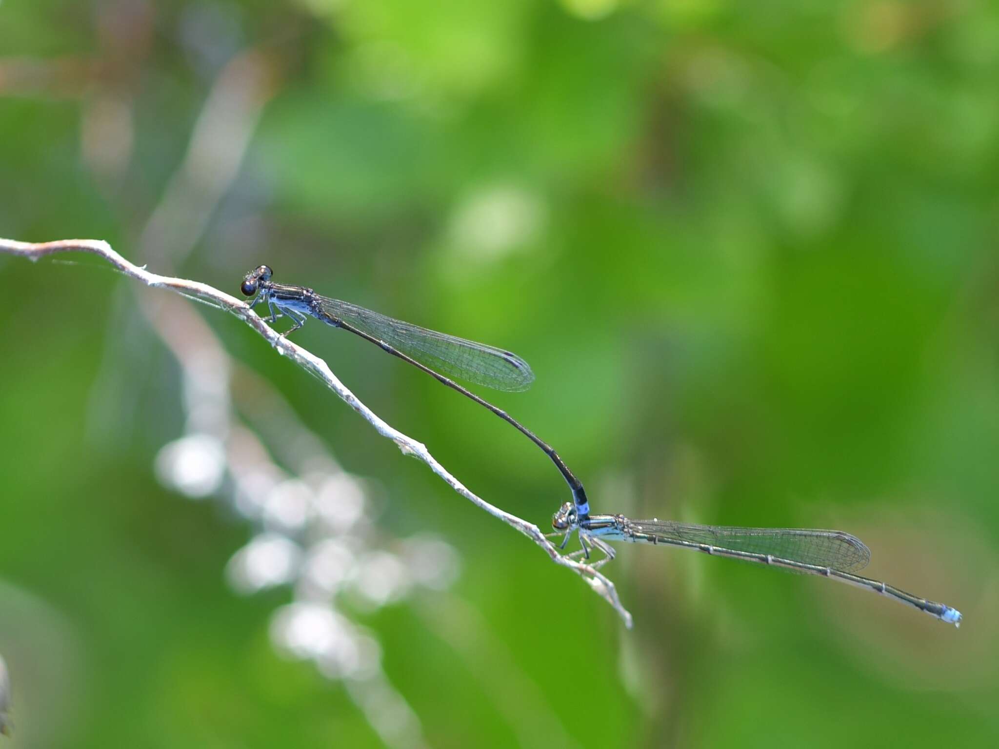 Image of Blackwater Bluet