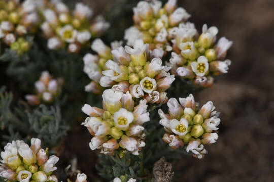 Plancia ëd Polyctenium