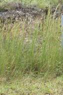 Image of Broomsedge Bluestem