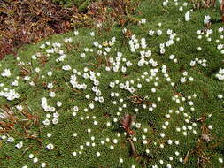 Image of Donatia novae-zelandiae Hook. fil.