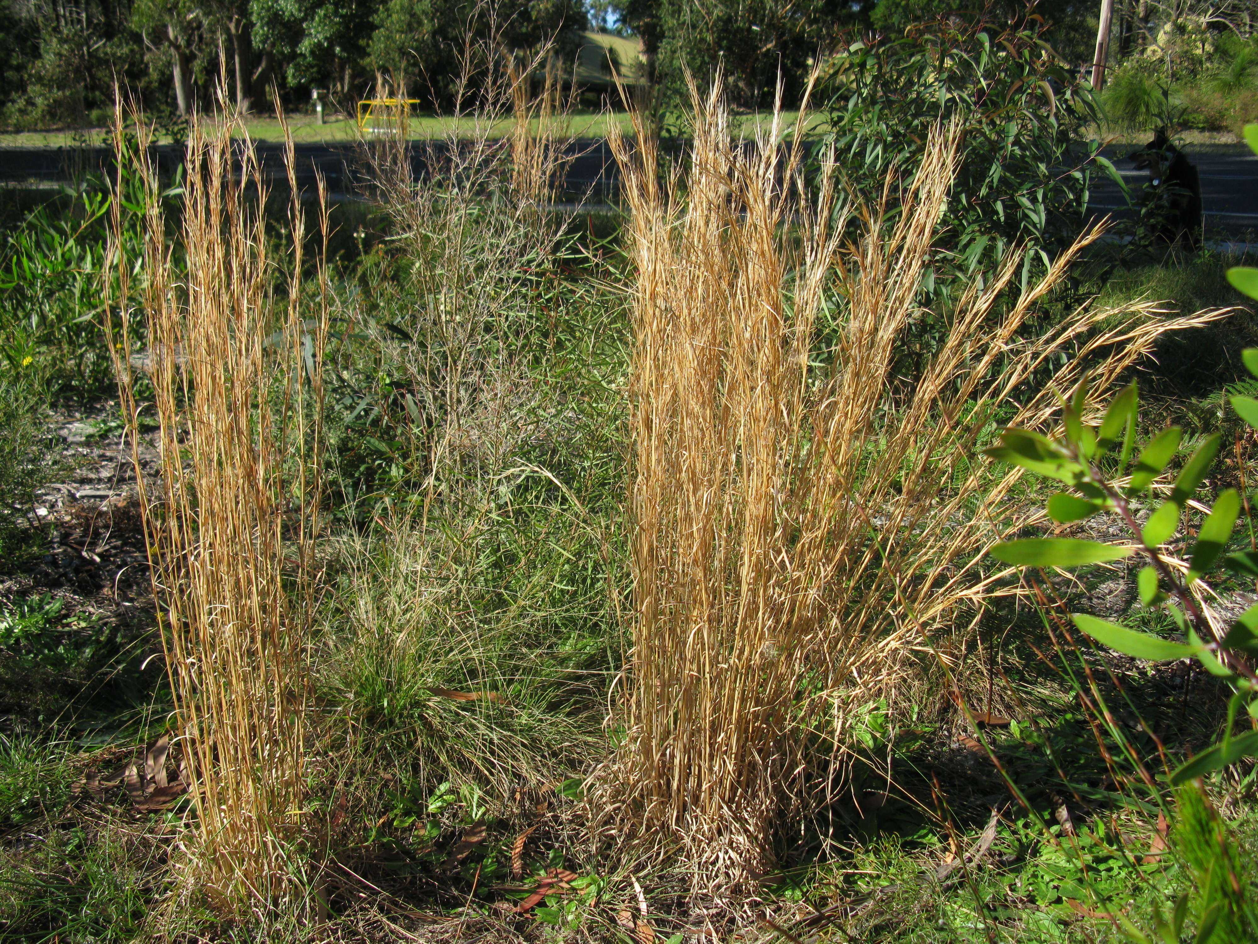 Image of Broomsedge Bluestem