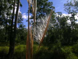 Image of Broomsedge Bluestem