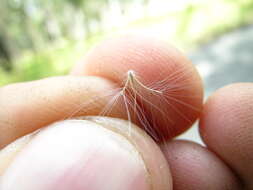 Image of Broomsedge Bluestem